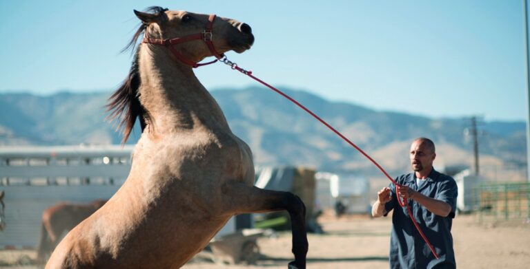 mustang schoenaerts