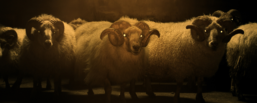 lamb sheep