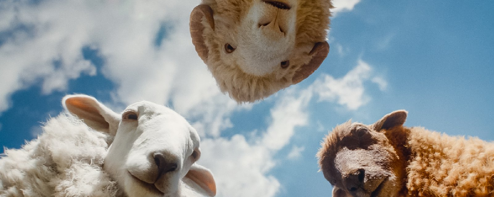 sheep